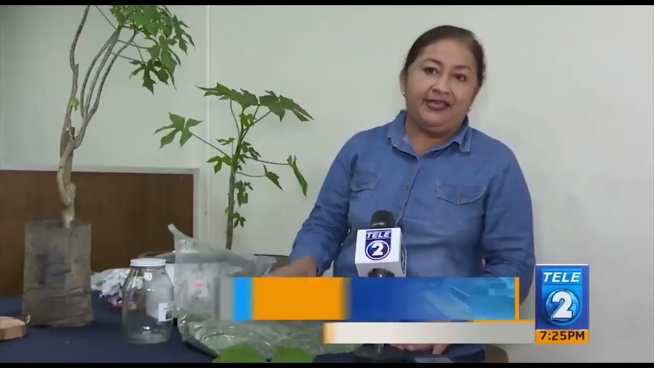 agua de chaya para que sirve