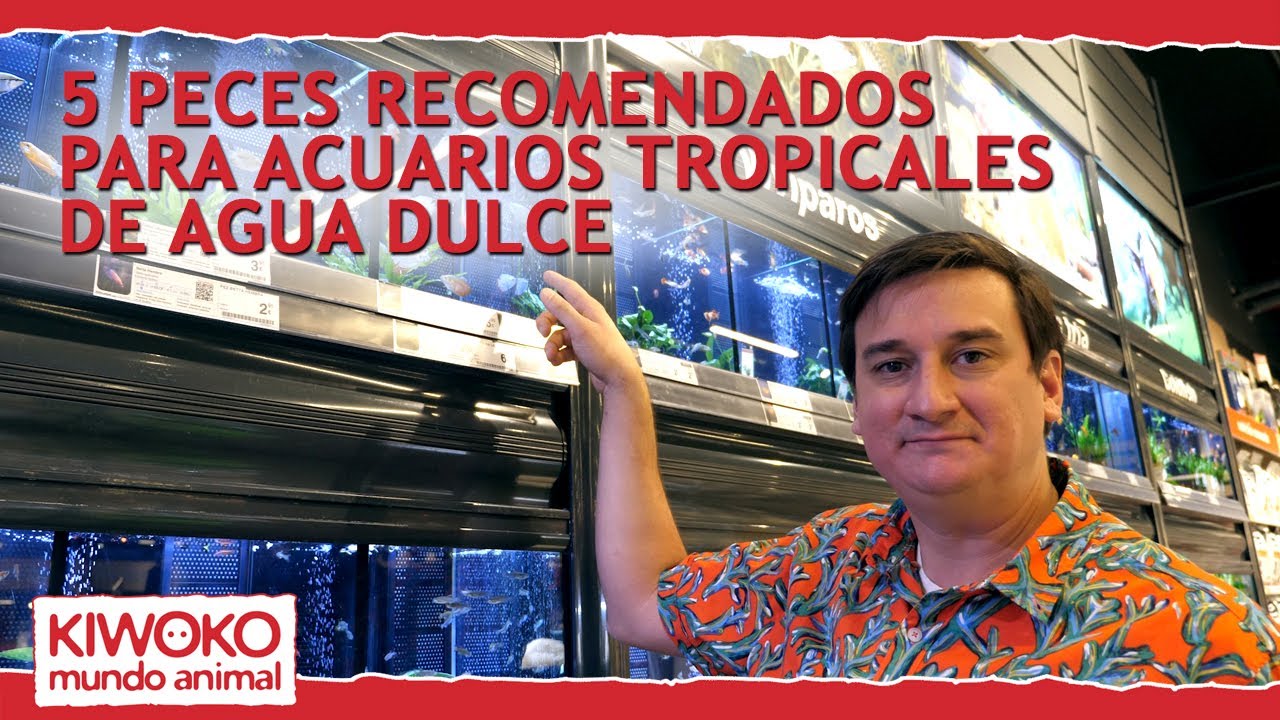 agua dulce peces y acuarios