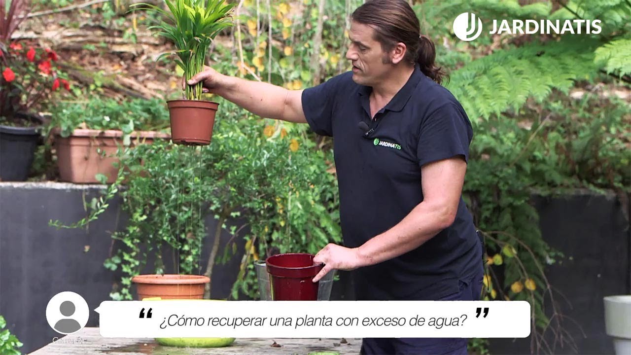 aloe vera exceso de agua