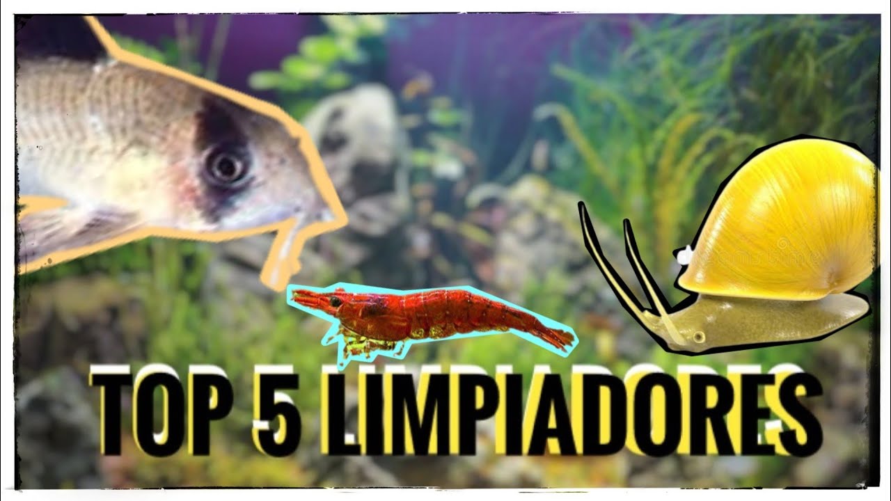 animales que limpian el agua