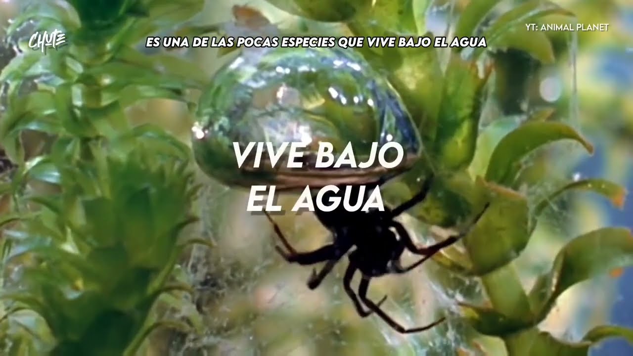 arañas de agua son venenosas