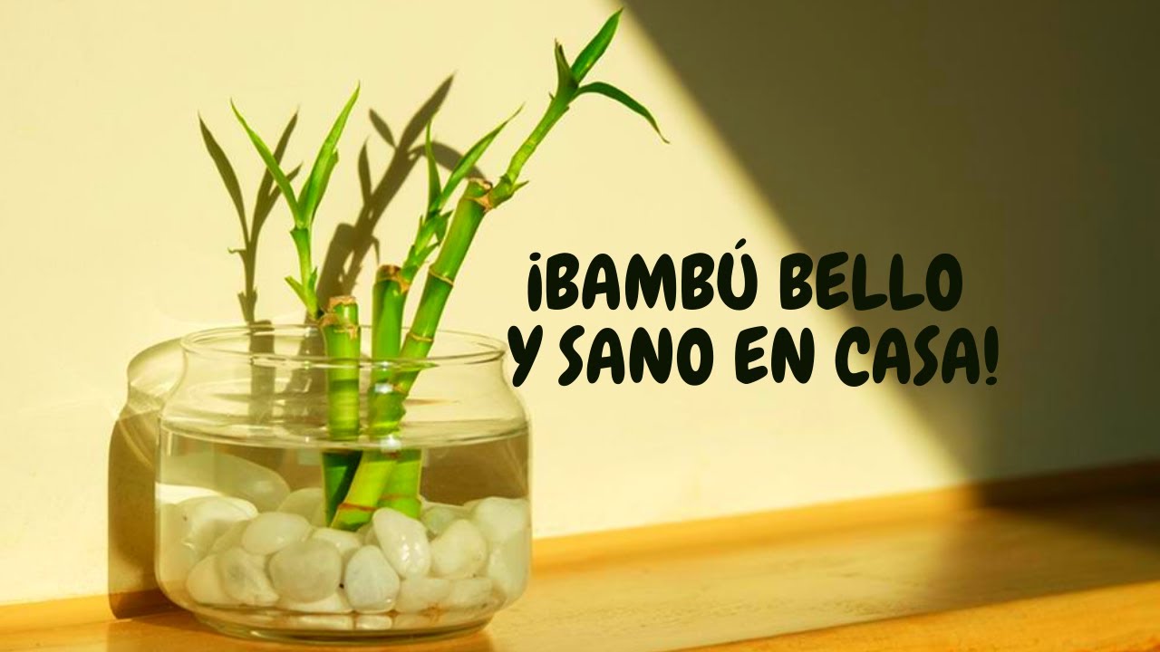 bambu en agua con piedras