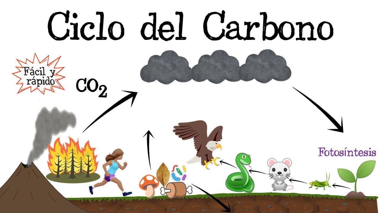 ciclo del agua y del carbono