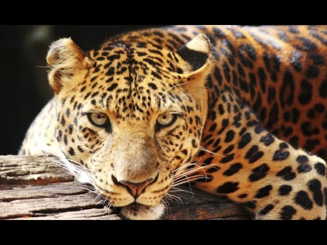 como se reproduce el jaguar