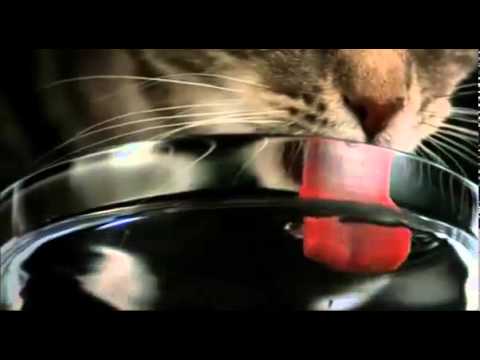 como toma agua un gato
