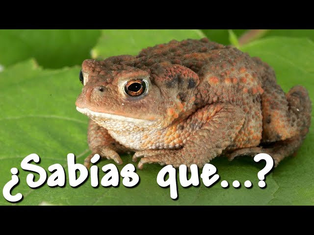 como toman agua los sapos