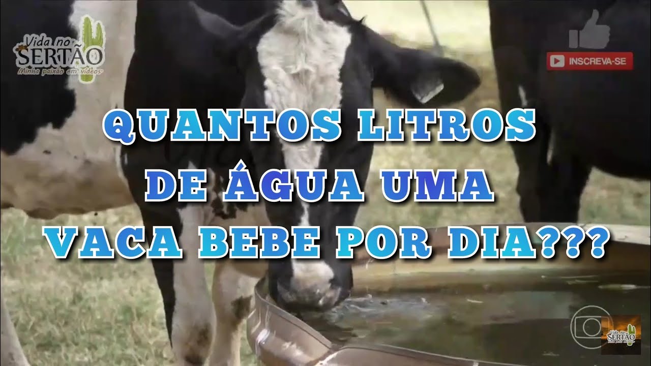 consumo de agua de una vaca