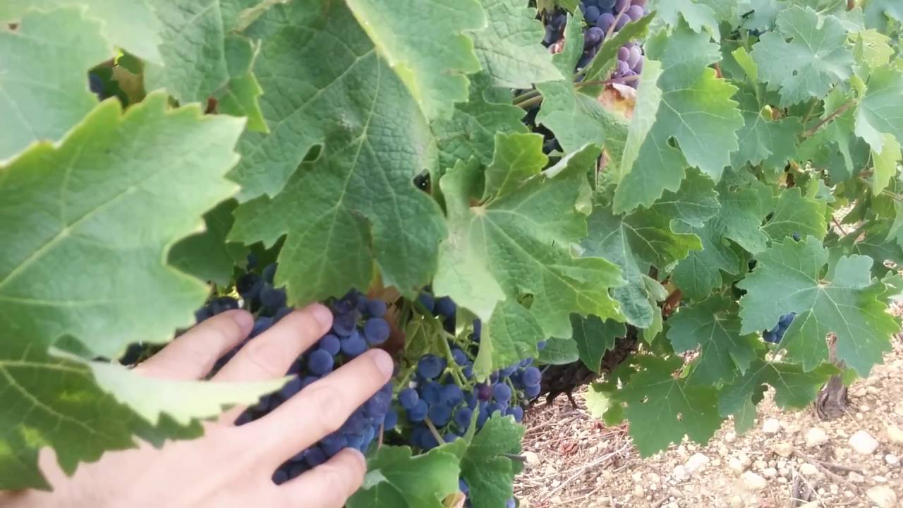 cuanta agua necesita la vid