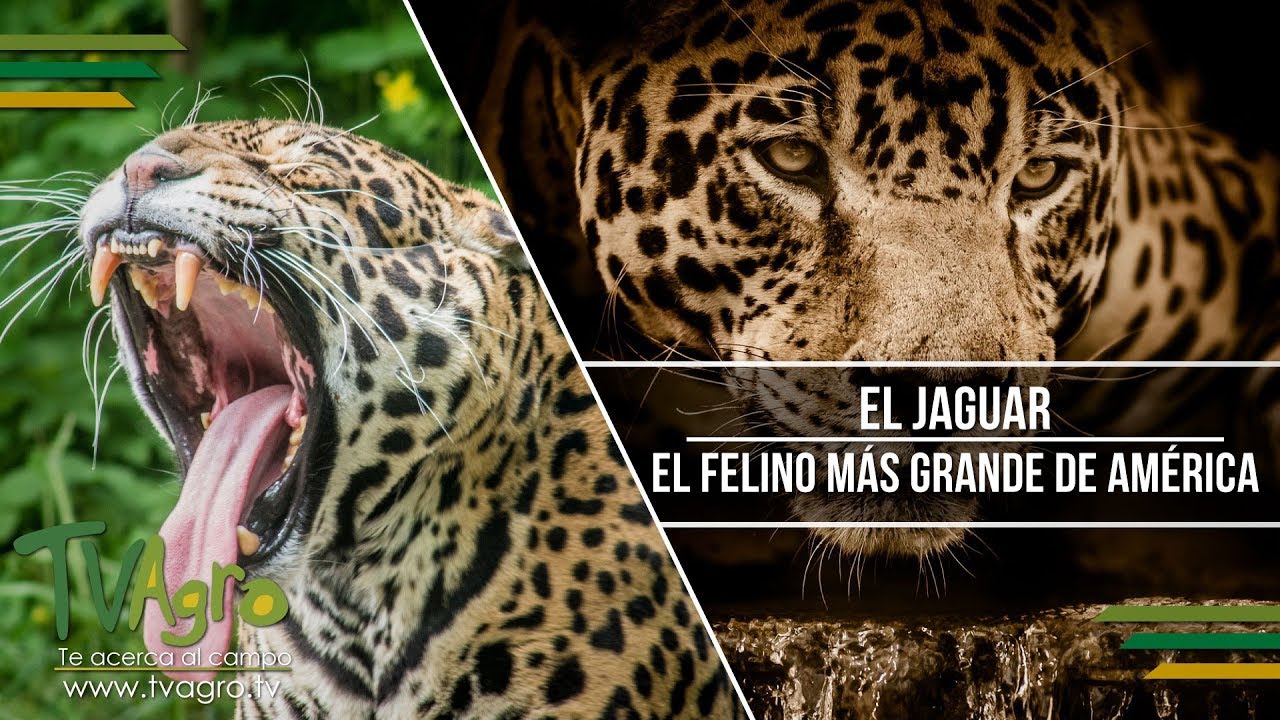 de que tamaño es el jaguar