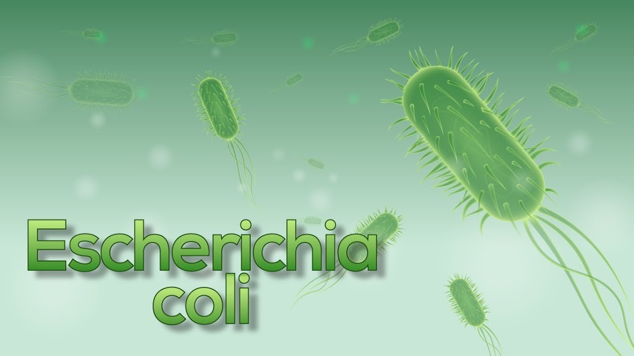e coli en agua de consumo