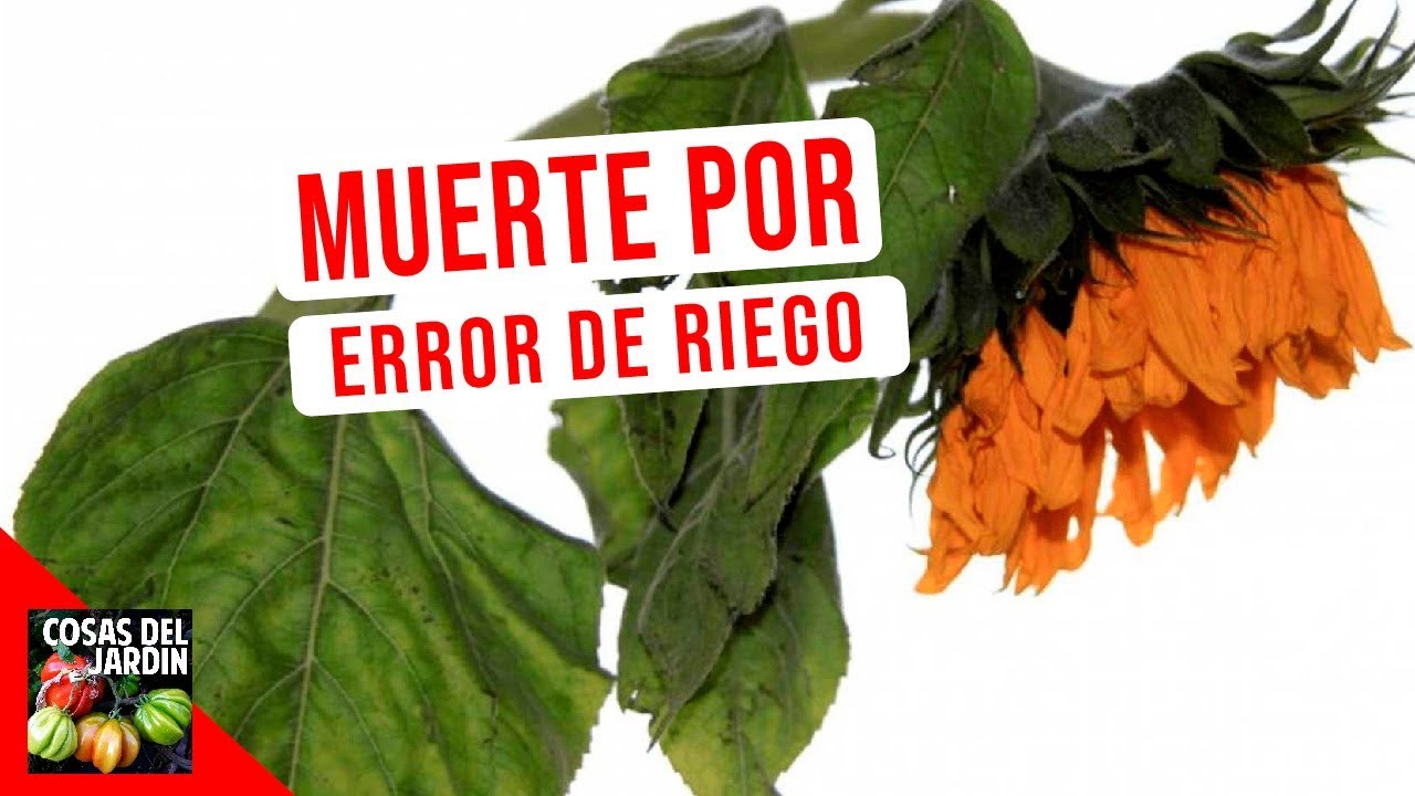 echar agua a las plantas