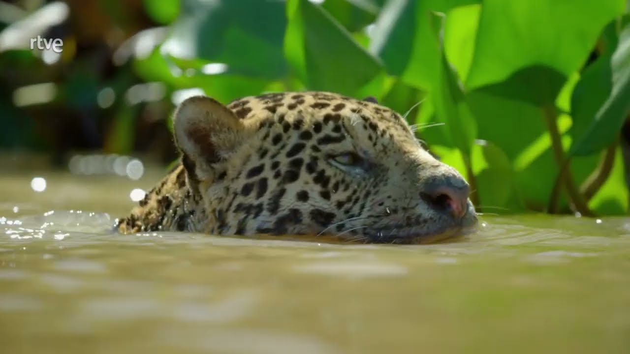 el jaguar vive en la selva