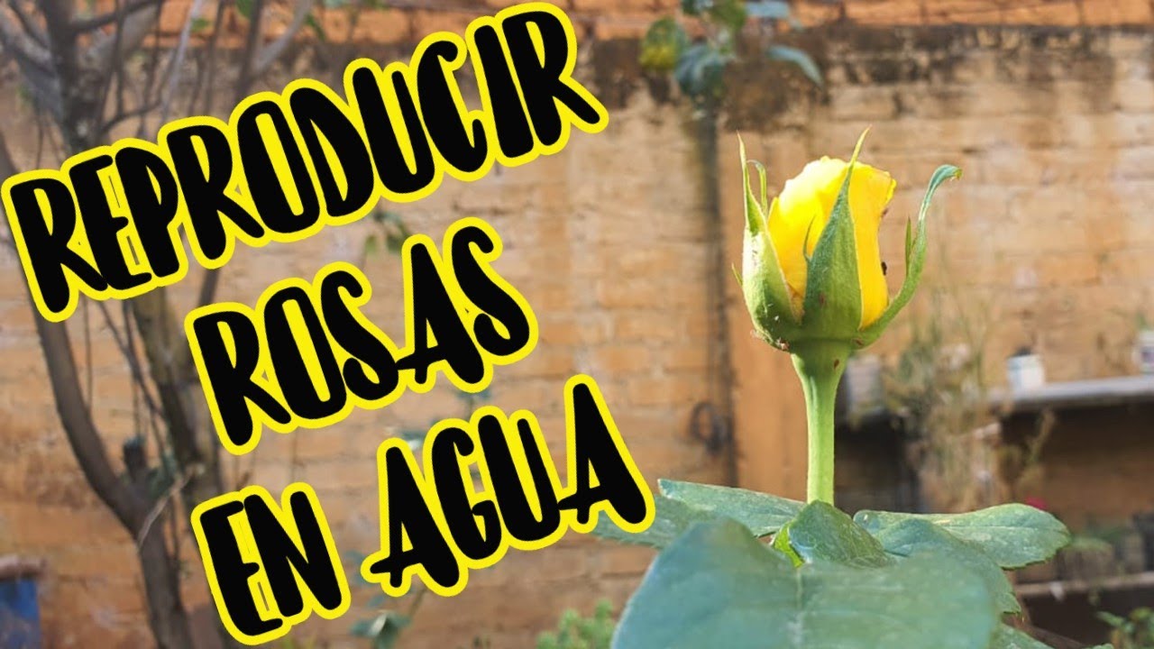 esquejes de rosas en agua