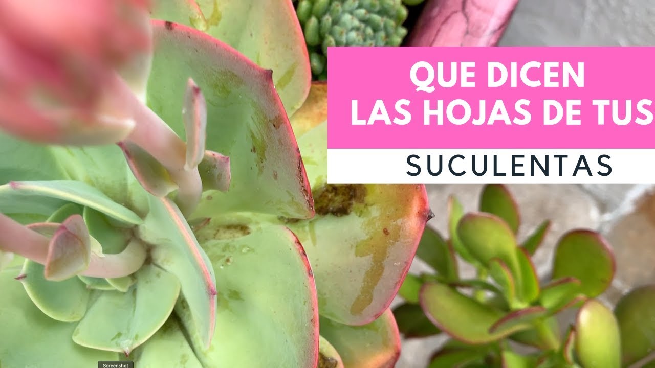 mi suculenta se puso aguada