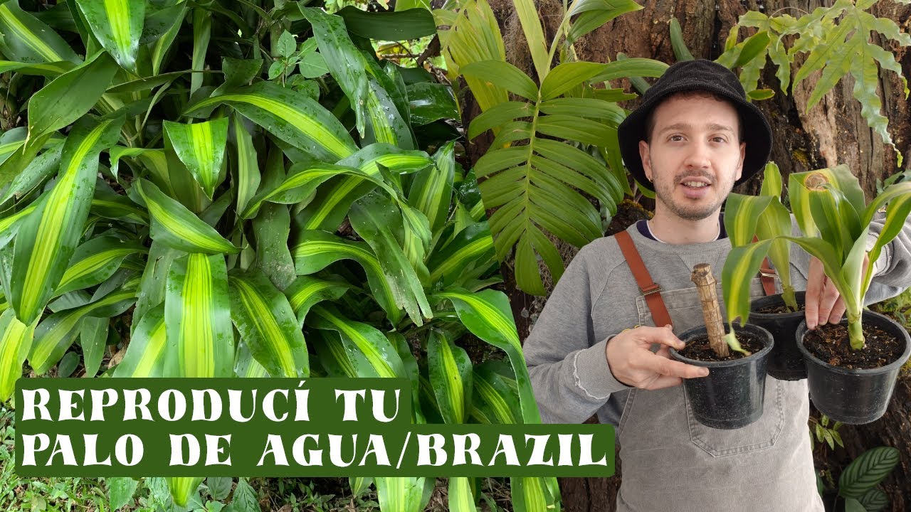 palo de brasil en agua