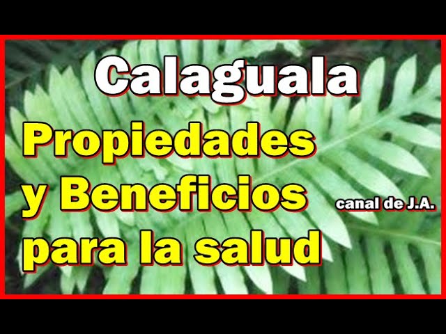 para que sirve la calaguala