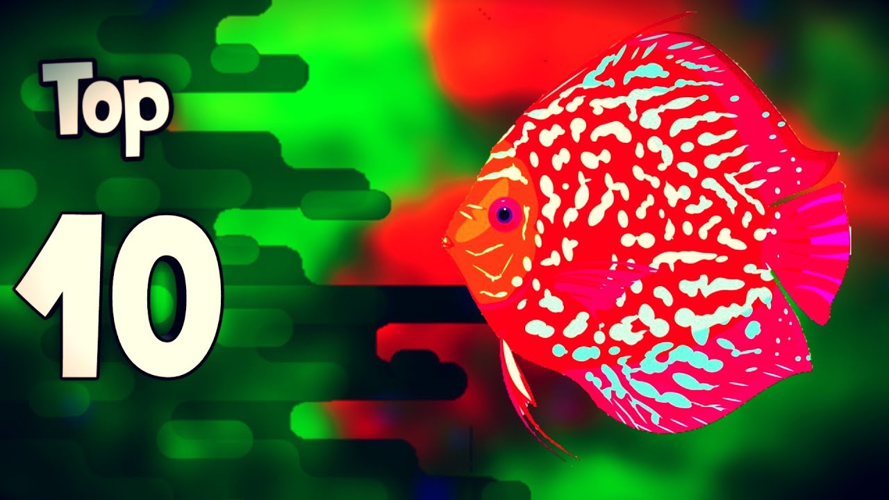 peces bonitos de agua dulce