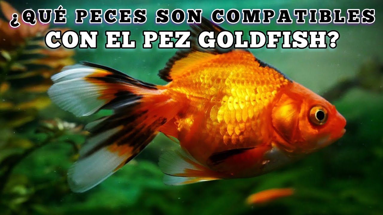 peces dorados de agua dulce