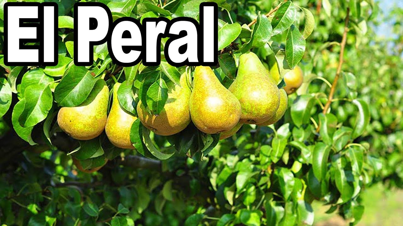 planta de pera de agua