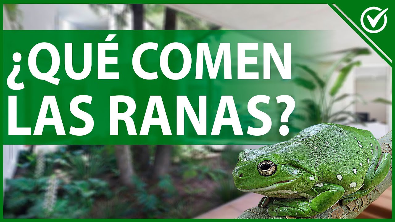 que comen las ranas de agua