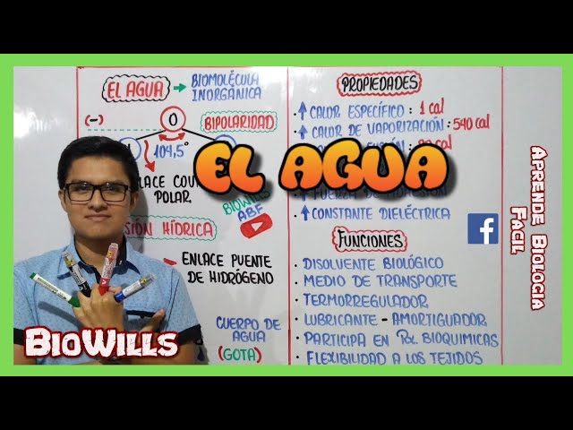 que es el agua biologia