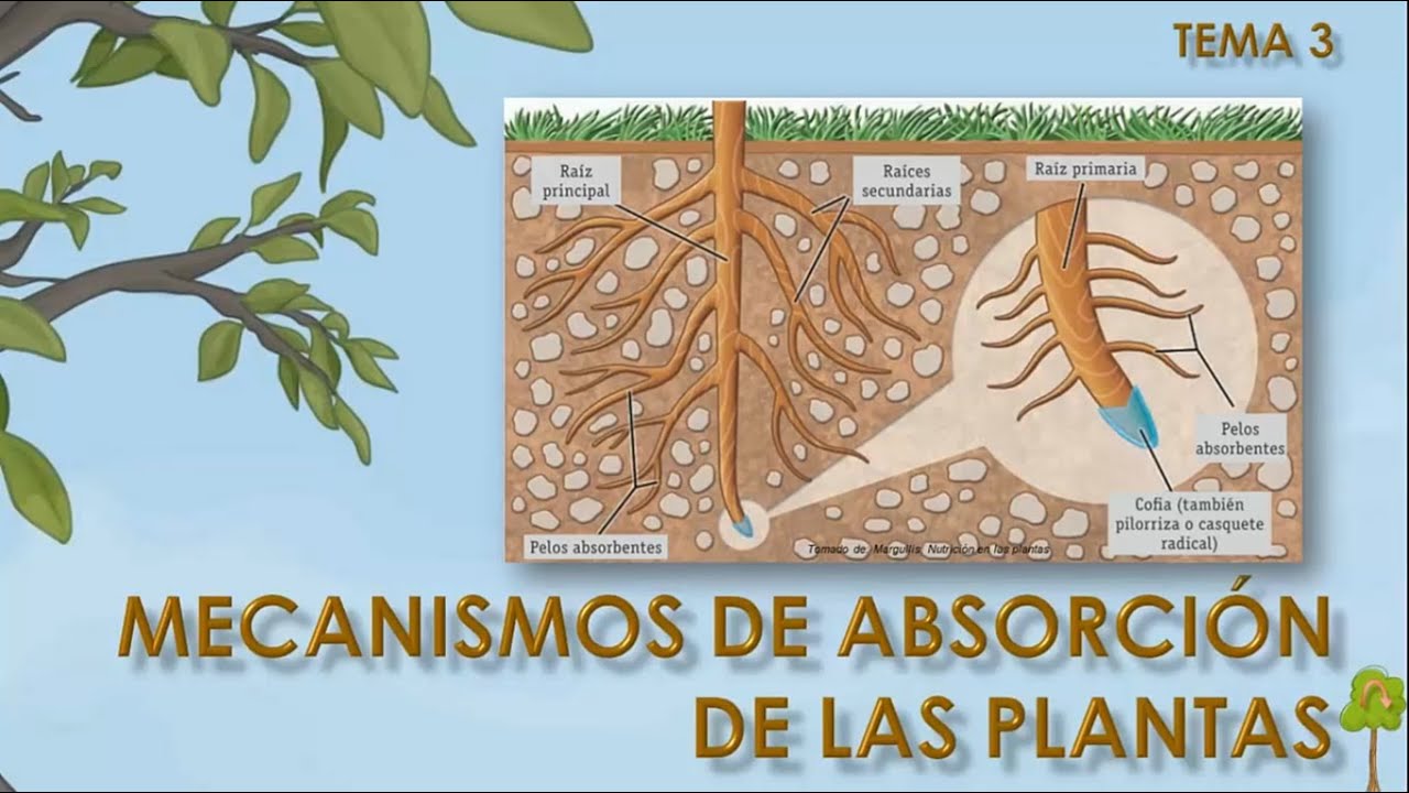 absorcion de agua en las plantas