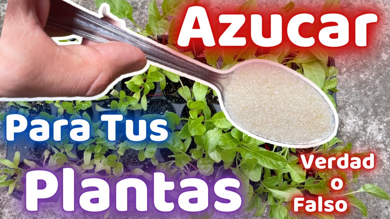 agua con azucar para las plantas