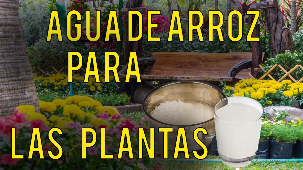 agua de arroz como fertilizante