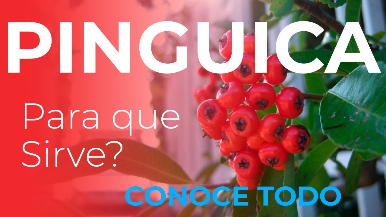 agua de pinguica para que sirve