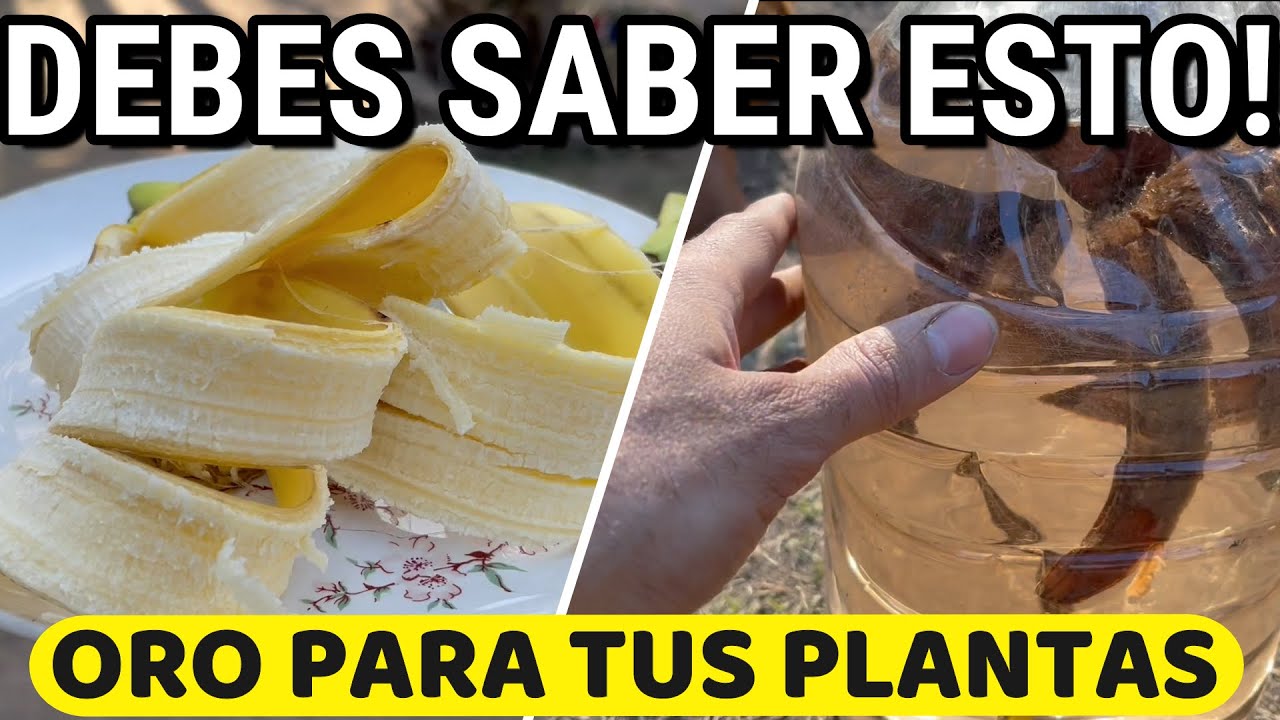 agua de platano para las plantas