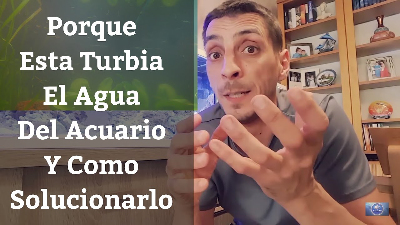 agua turbia y mal olor acuario