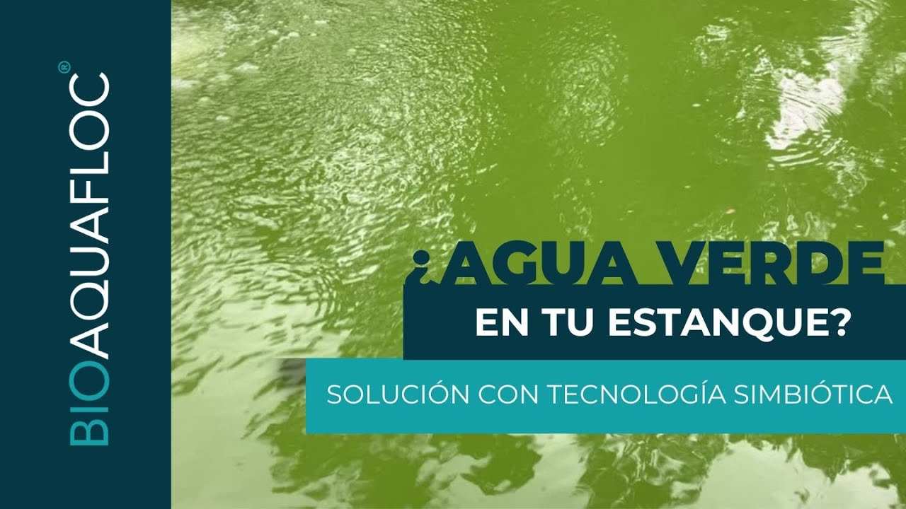 algas en tanques de agua potable
