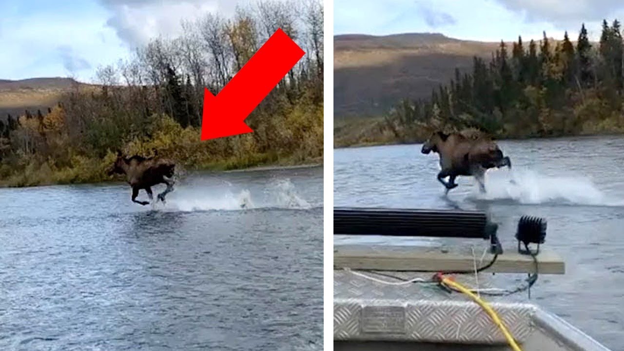 animales que caminan en el agua
