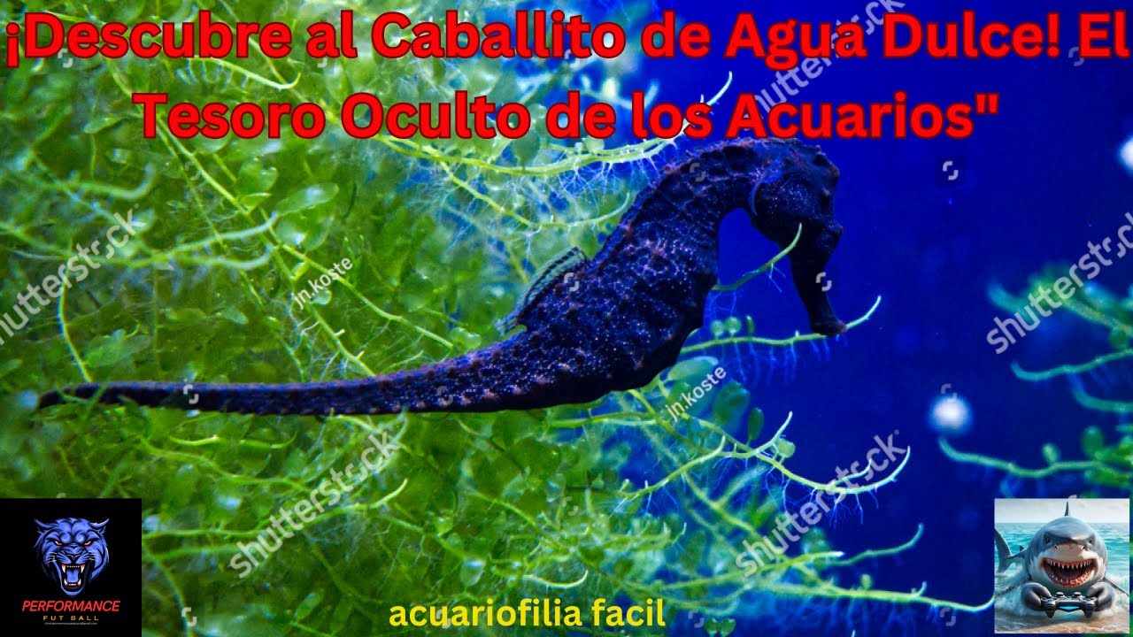 caballitos de mar de agua dulce