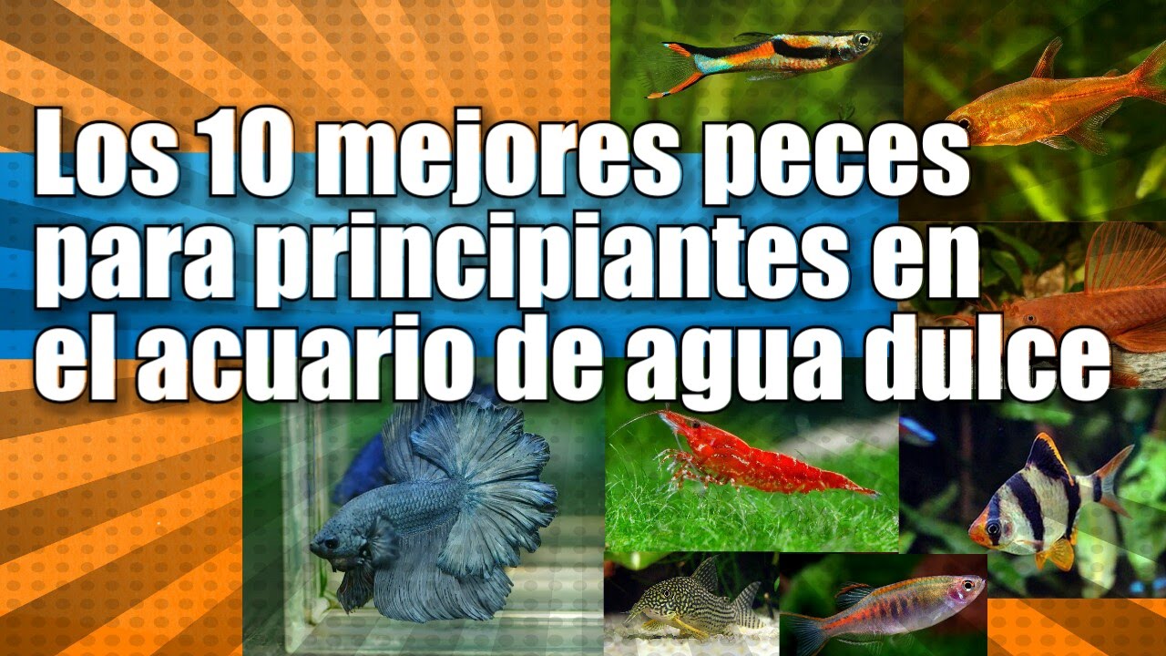 catalogo de peces de agua dulce