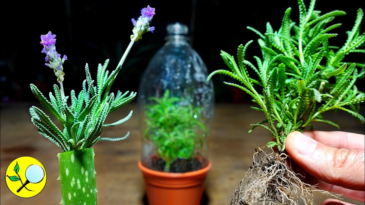 como cultivar lavanda en agua