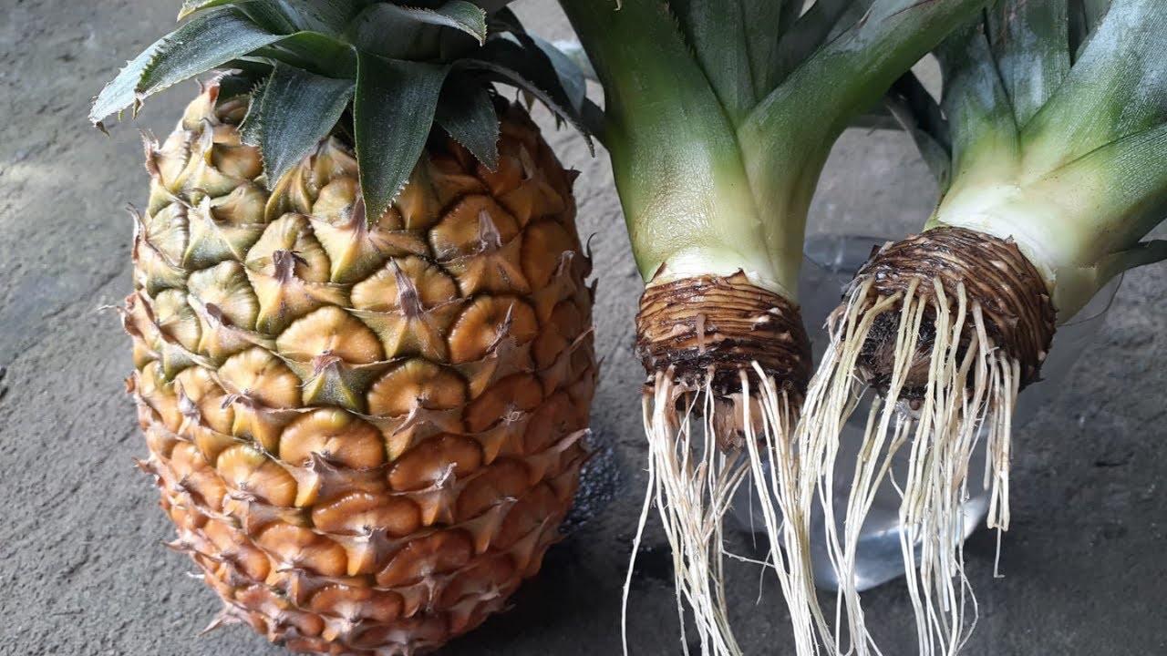como germinar una piña en agua