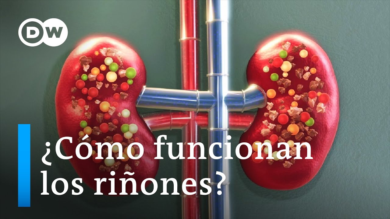 como pasa el agua a los riñones