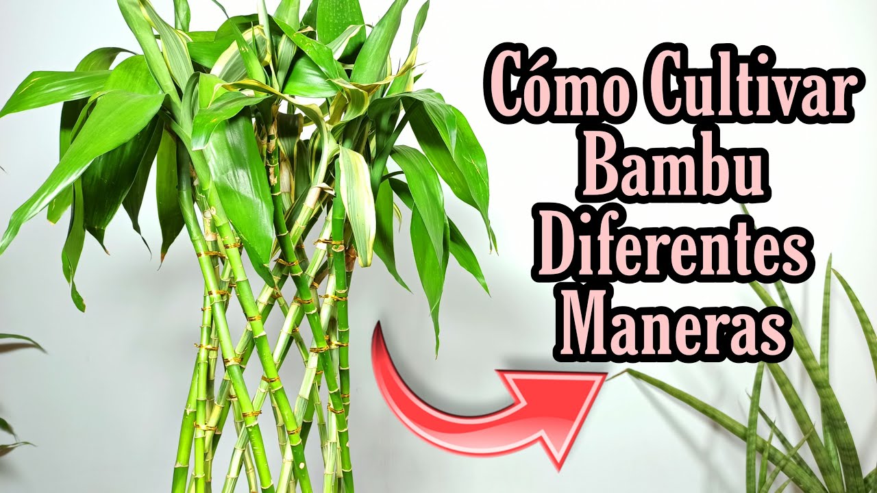 como sembrar un bambu en agua