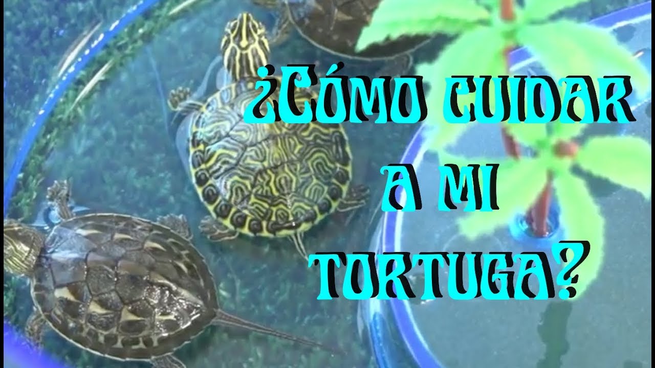 como son las tortugas de agua