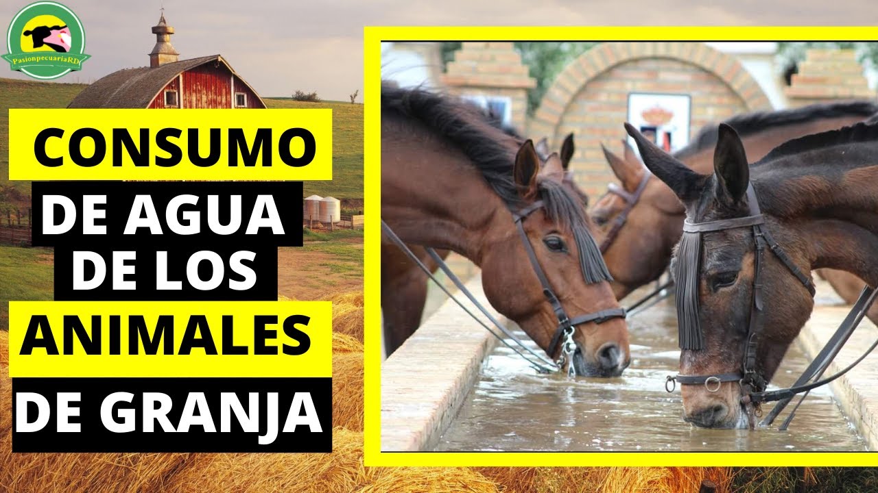 consumo de agua en los animales