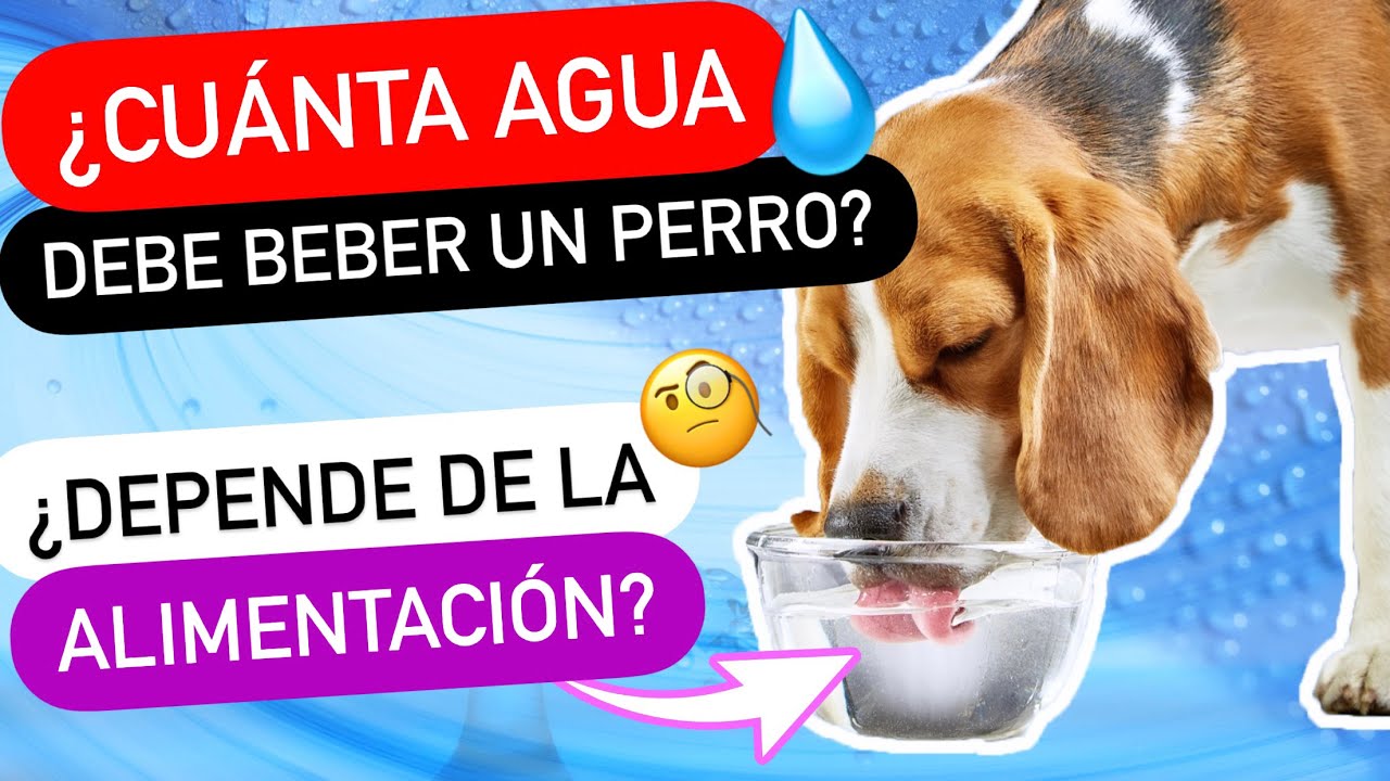 cuanta agua debe tomar un perro