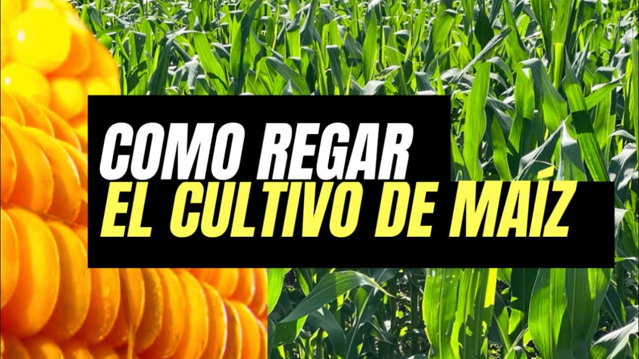 cuanta agua necesita el maiz