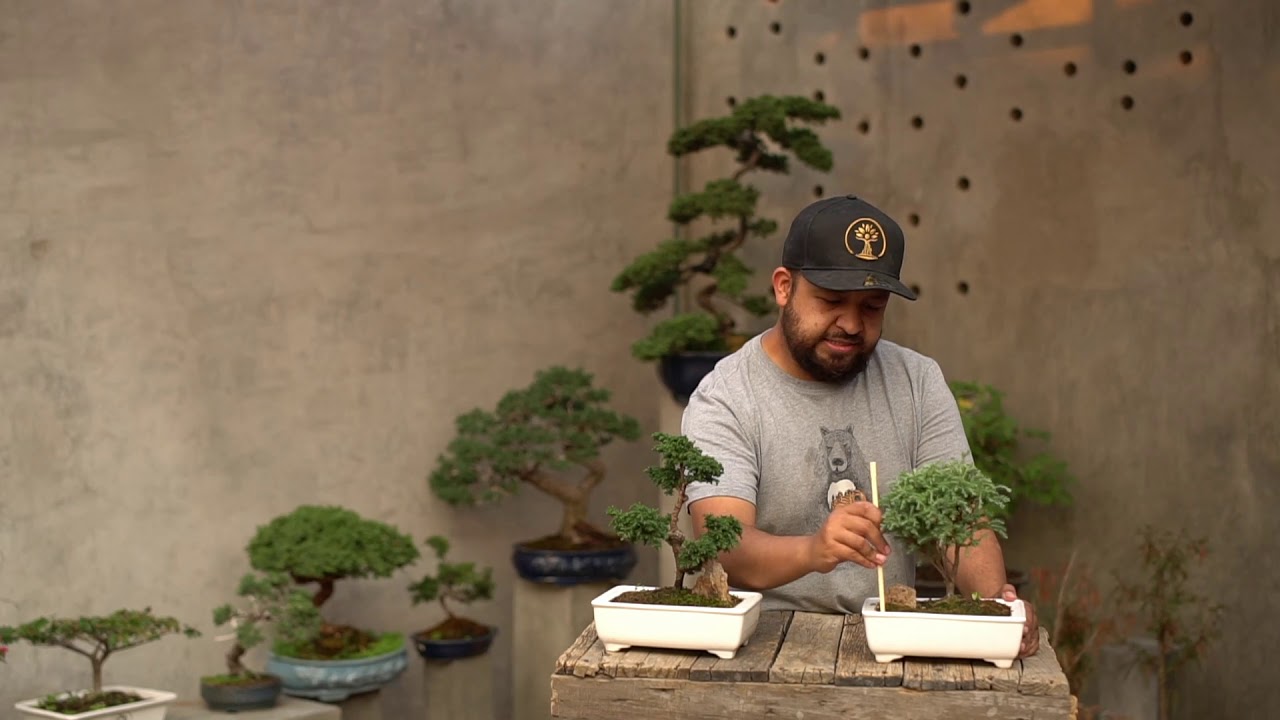 cuanta agua necesita un bonsai
