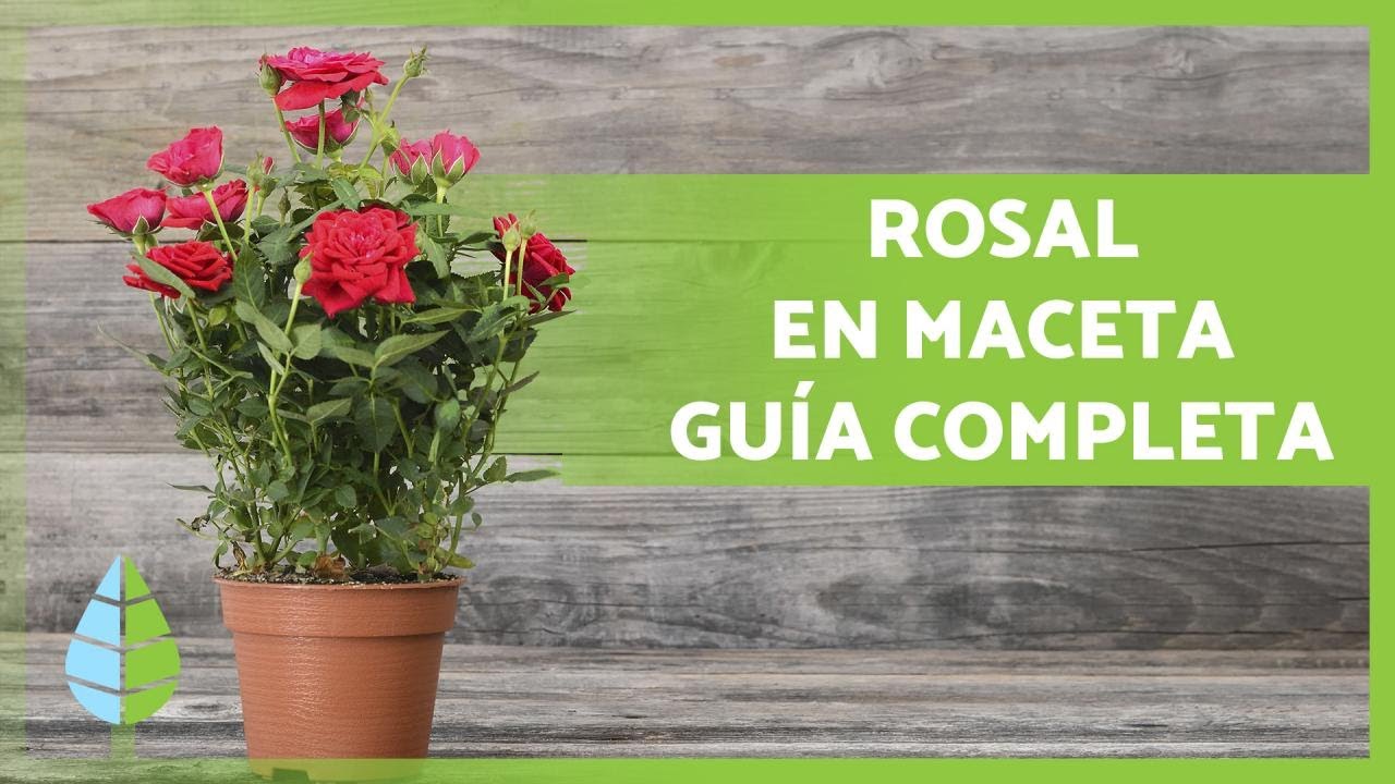 cuanta agua necesita un rosal