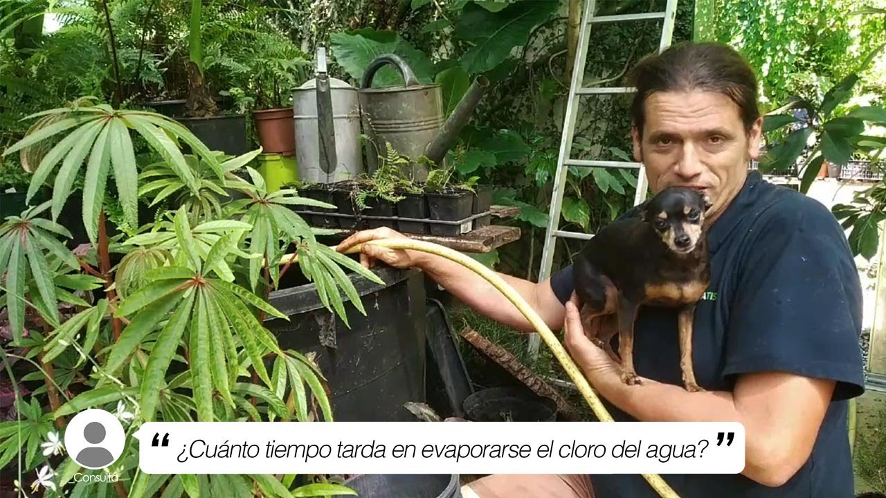 cuanto dura el cloro en el agua