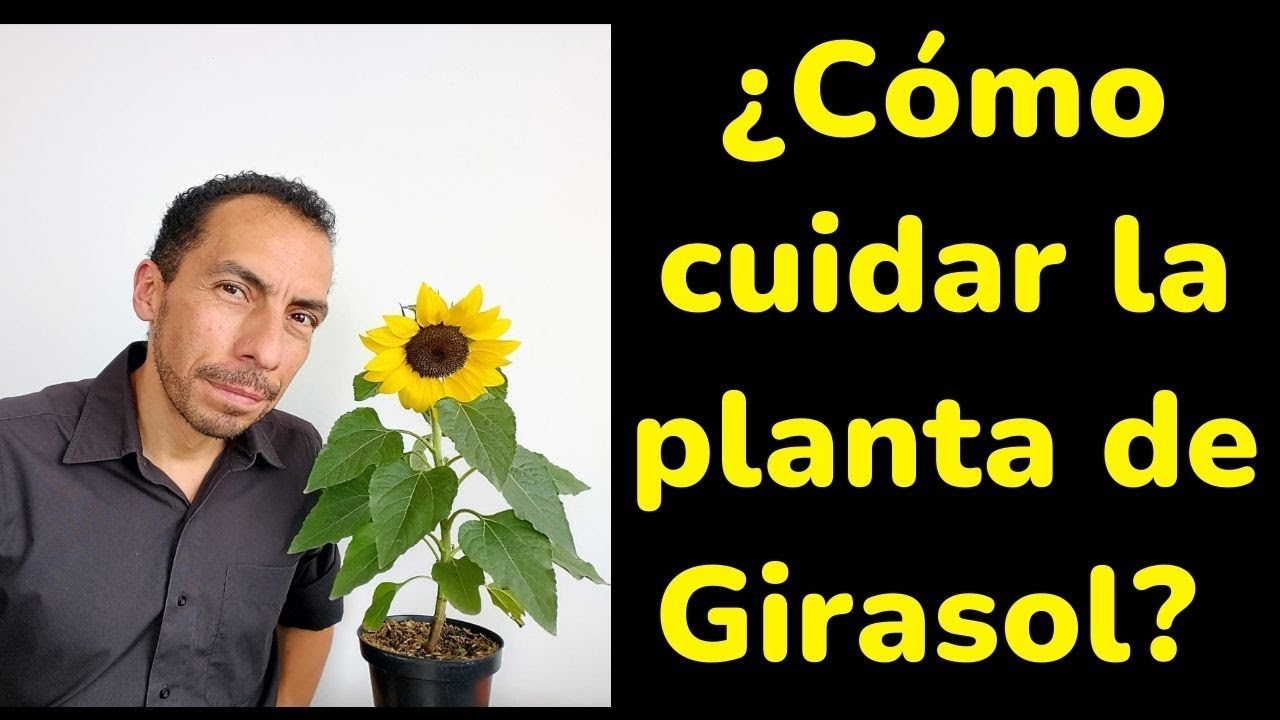 cuanto dura un girasol en agua