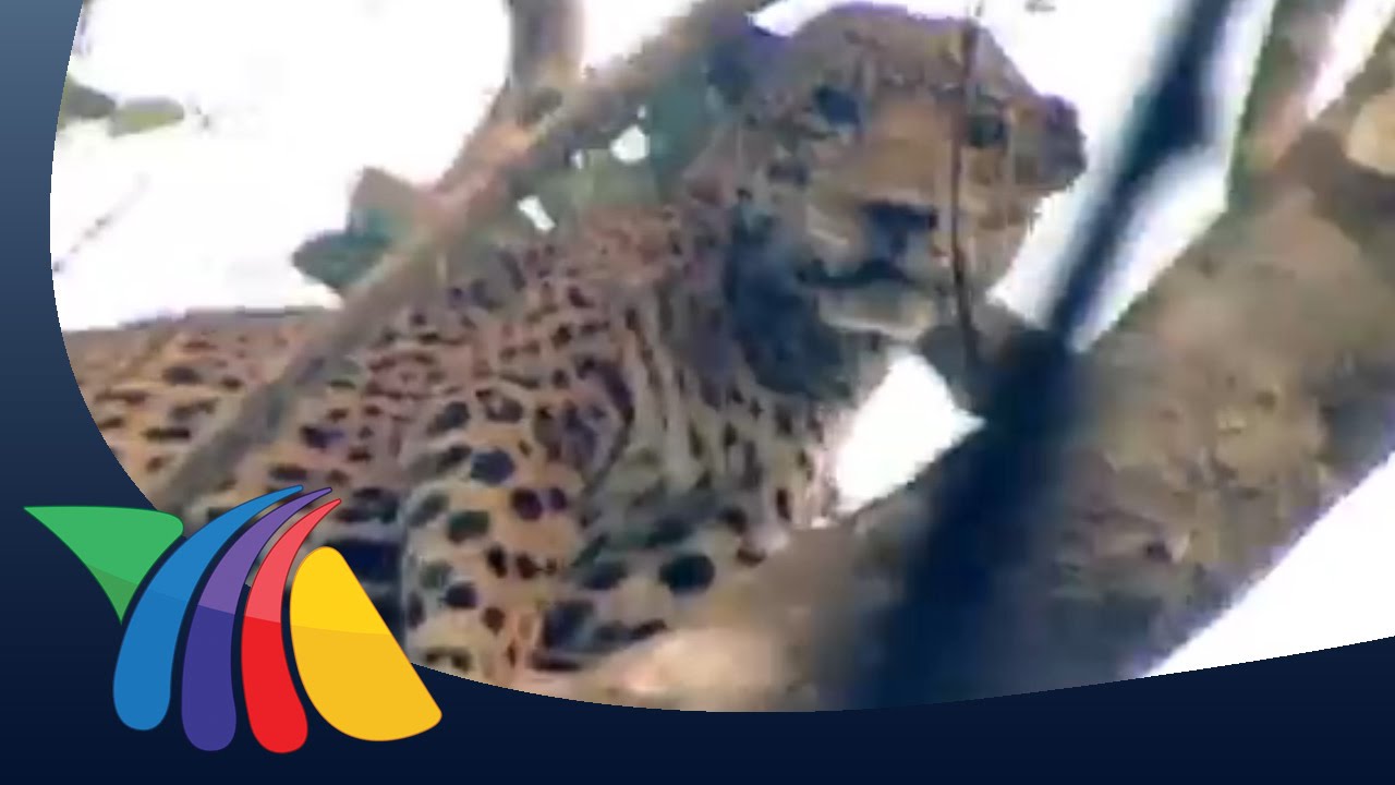 cuantos jaguares hay en mexico