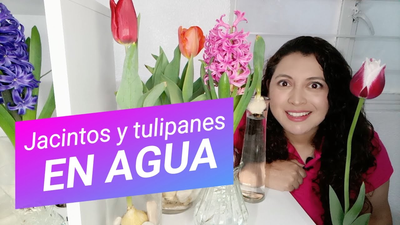cuidados para tulipanes en agua