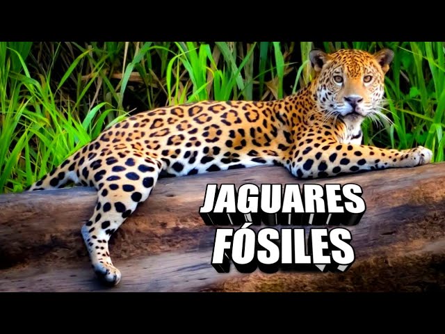 de donde es originario el jaguar